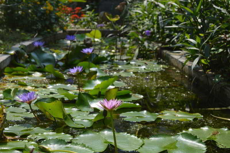The Hoi An Orchid Garden Villas المظهر الخارجي الصورة